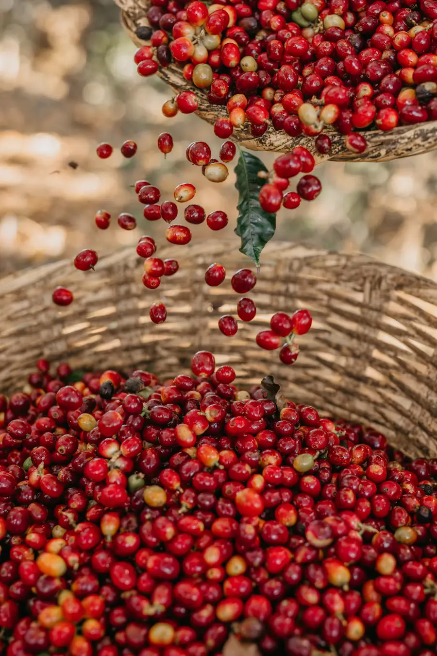 Cascading handpicked Ethiopian heirloom coffee cherries tumbling into woven artisan baskets