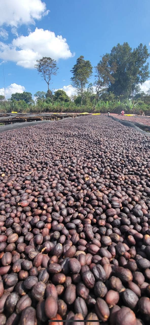 Cupping & Grading