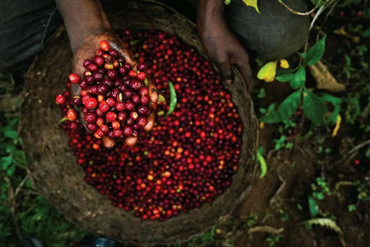 Premium Ethiopian Coffee